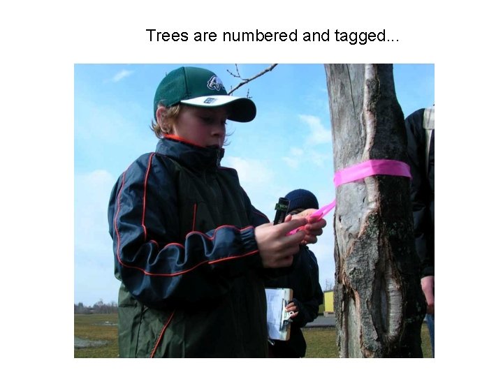 Trees are numbered and tagged. . . 