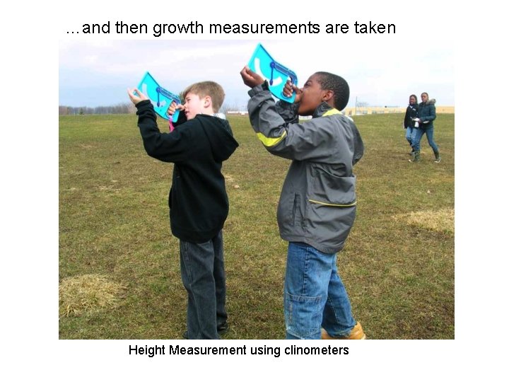 …and then growth measurements are taken Height Measurement using clinometers 