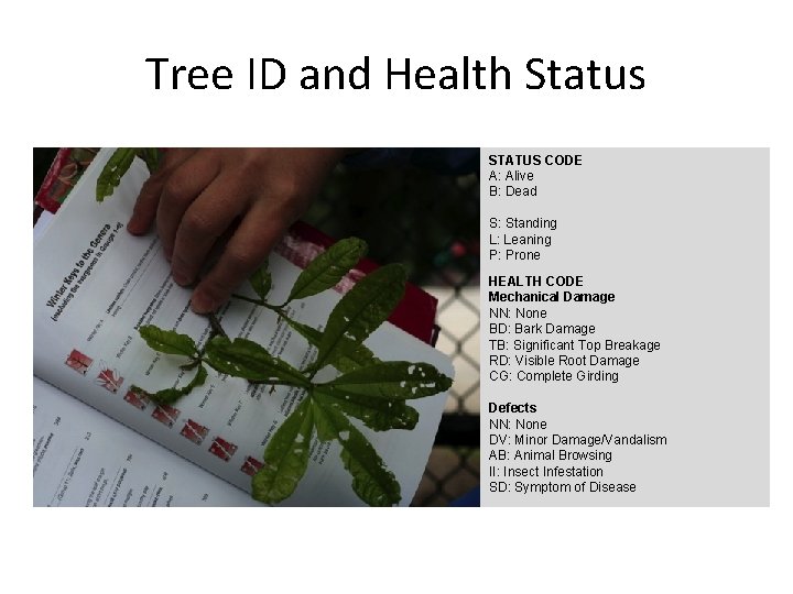 Tree ID and Health Status STATUS CODE A: Alive B: Dead S: Standing L: