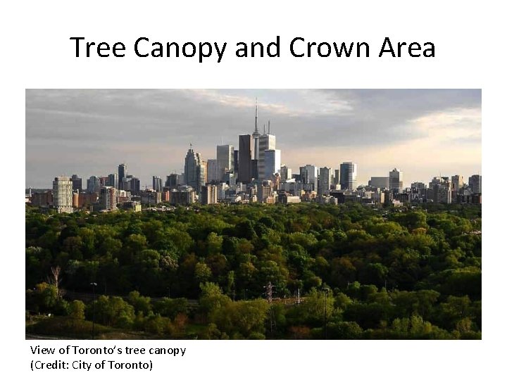Tree Canopy and Crown Area View of Toronto’s tree canopy (Credit: City of Toronto)