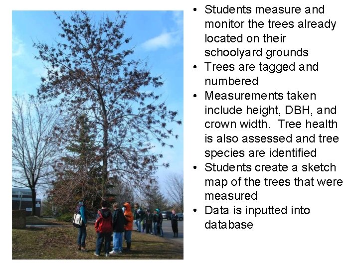  • Students measure and monitor the trees already located on their schoolyard grounds