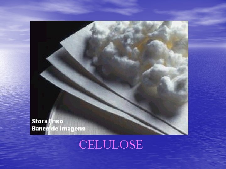 CELULOSE 