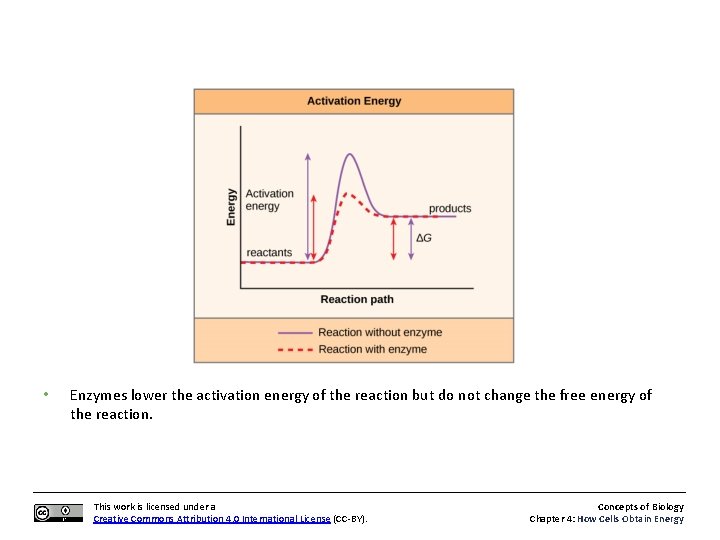 • Enzymes lower the activation energy of the reaction but do not change