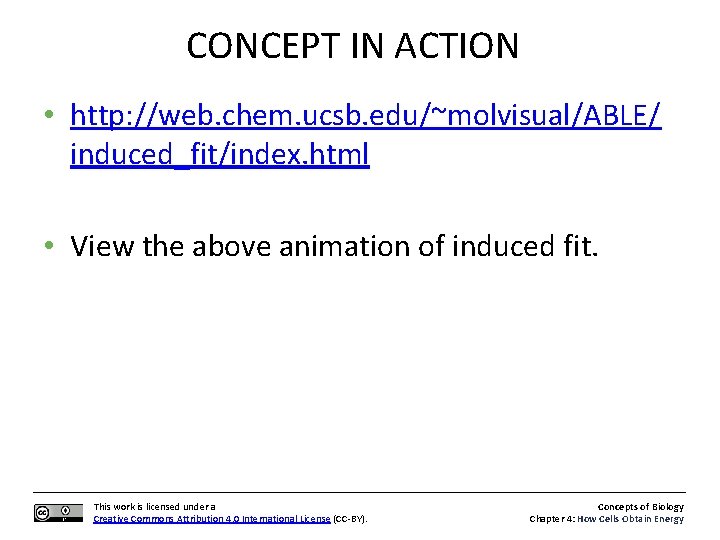 CONCEPT IN ACTION • http: //web. chem. ucsb. edu/~molvisual/ABLE/ induced_fit/index. html • View the
