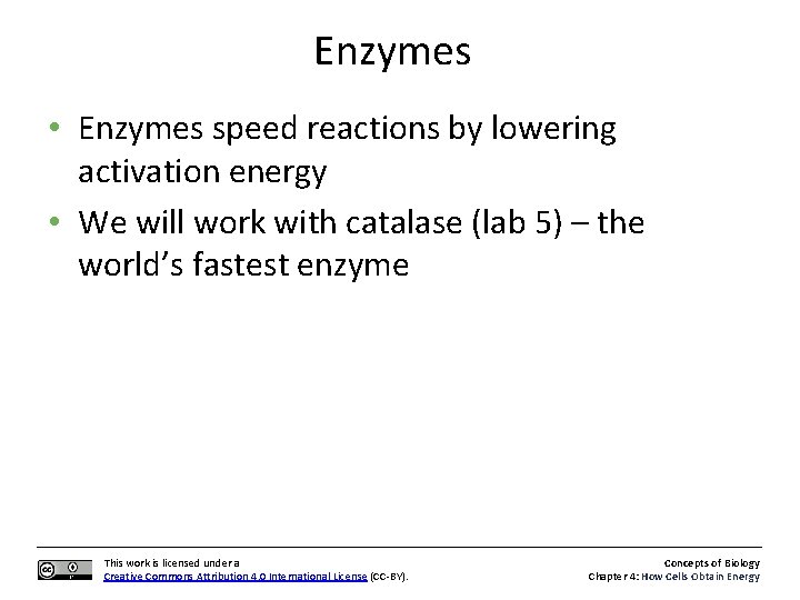 Enzymes • Enzymes speed reactions by lowering activation energy • We will work with