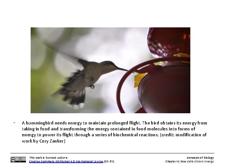  • A hummingbird needs energy to maintain prolonged flight. The bird obtains its