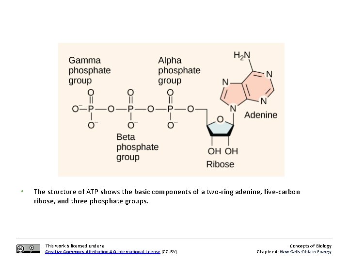  • The structure of ATP shows the basic components of a two-ring adenine,