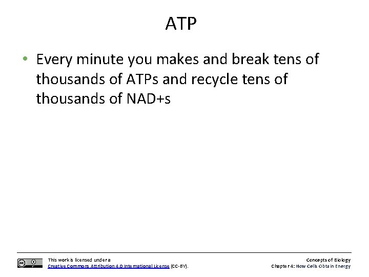 ATP • Every minute you makes and break tens of thousands of ATPs and