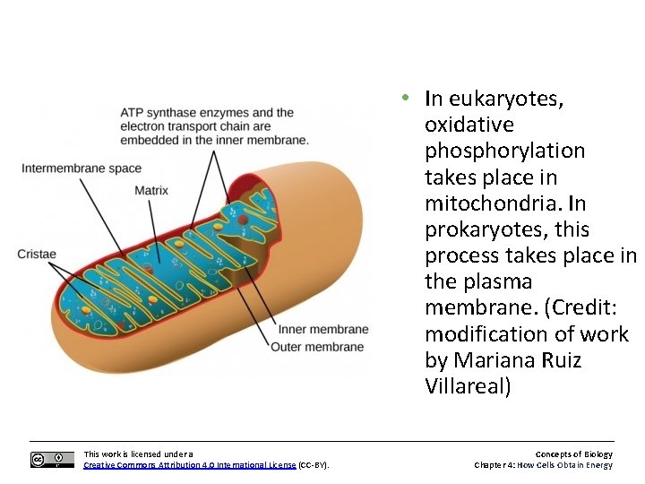  • In eukaryotes, oxidative phosphorylation takes place in mitochondria. In prokaryotes, this process