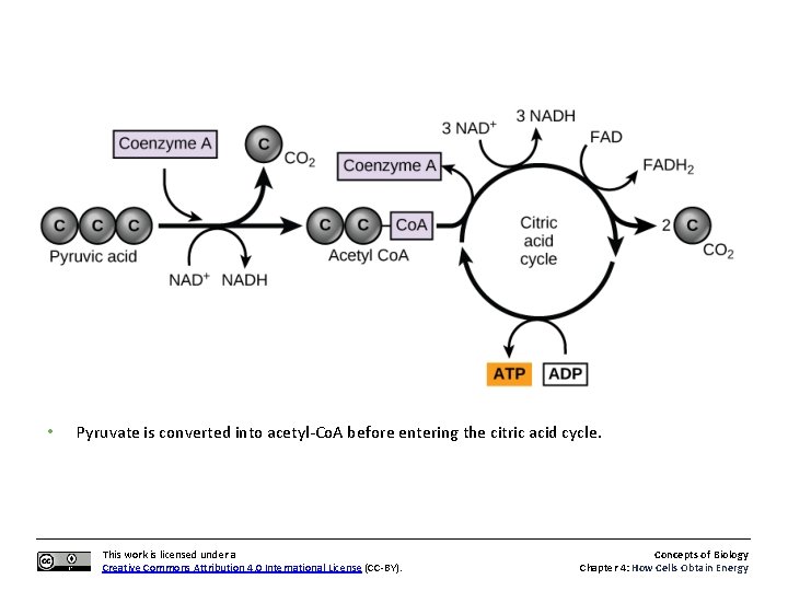  • Pyruvate is converted into acetyl-Co. A before entering the citric acid cycle.