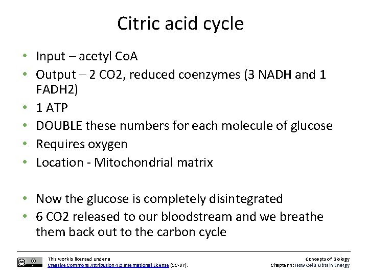Citric acid cycle • Input – acetyl Co. A • Output – 2 CO
