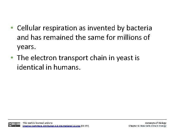  • Cellular respiration as invented by bacteria and has remained the same for