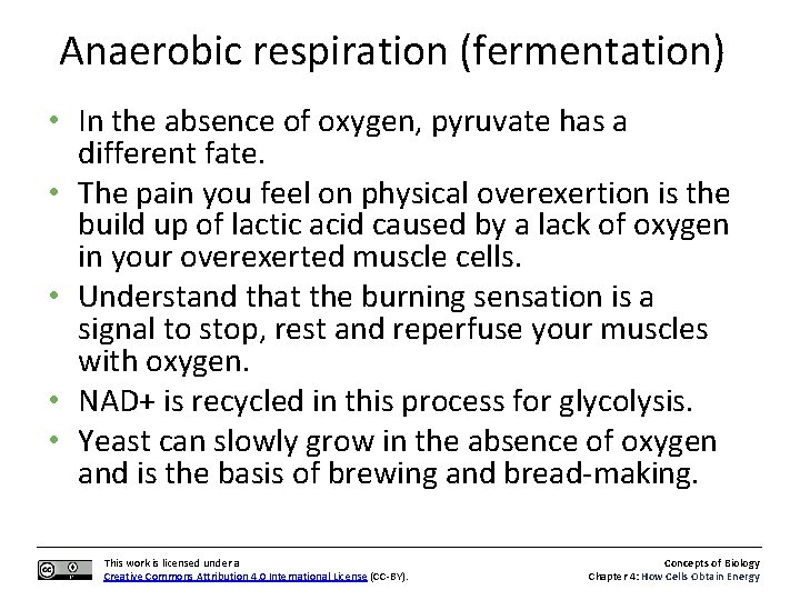 Anaerobic respiration (fermentation) • In the absence of oxygen, pyruvate has a different fate.