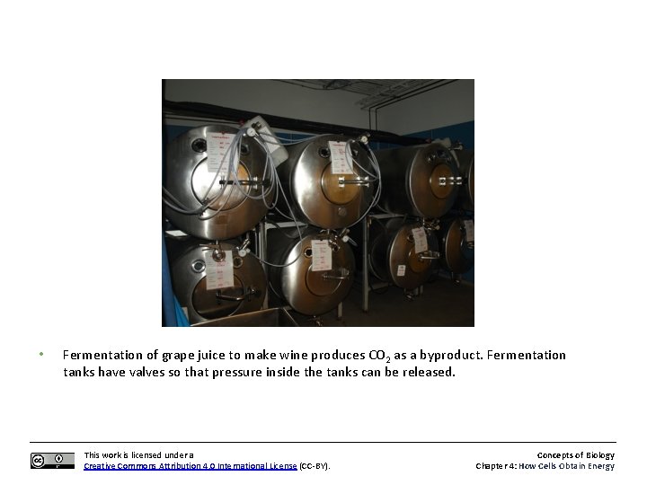  • Fermentation of grape juice to make wine produces CO 2 as a