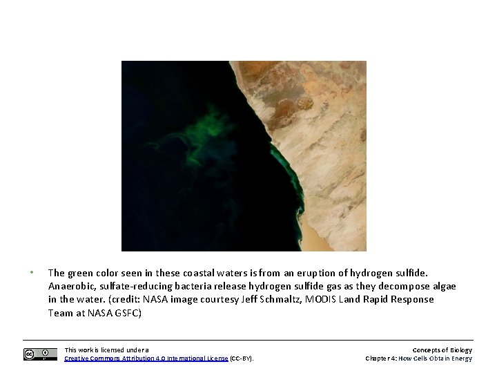  • The green color seen in these coastal waters is from an eruption
