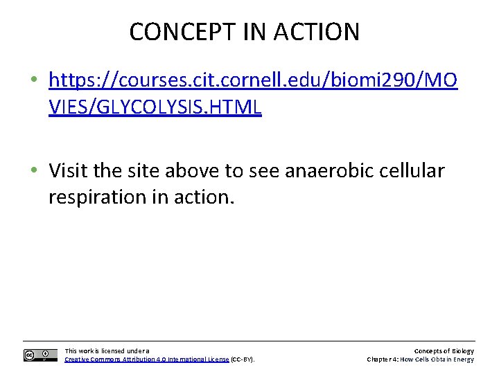 CONCEPT IN ACTION • https: //courses. cit. cornell. edu/biomi 290/MO VIES/GLYCOLYSIS. HTML • Visit