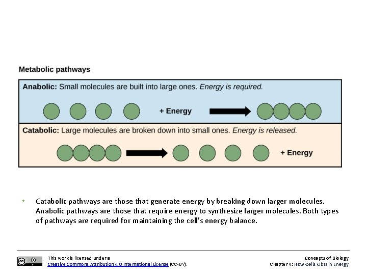  • Catabolic pathways are those that generate energy by breaking down larger molecules.