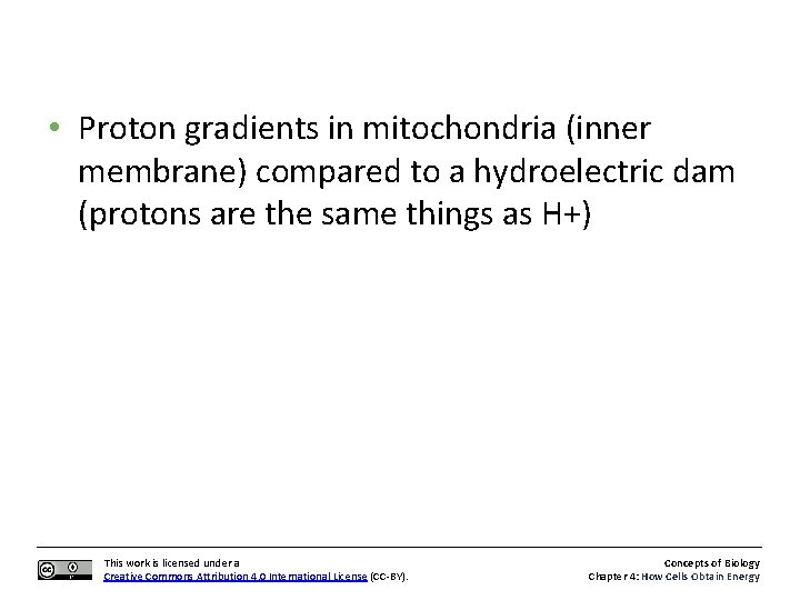  • Proton gradients in mitochondria (inner membrane) compared to a hydroelectric dam (protons