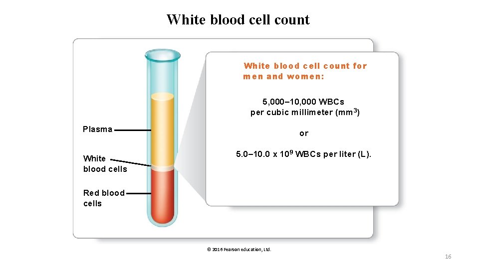 White blood cell count for men and women: 5, 000– 10, 000 WBCs per