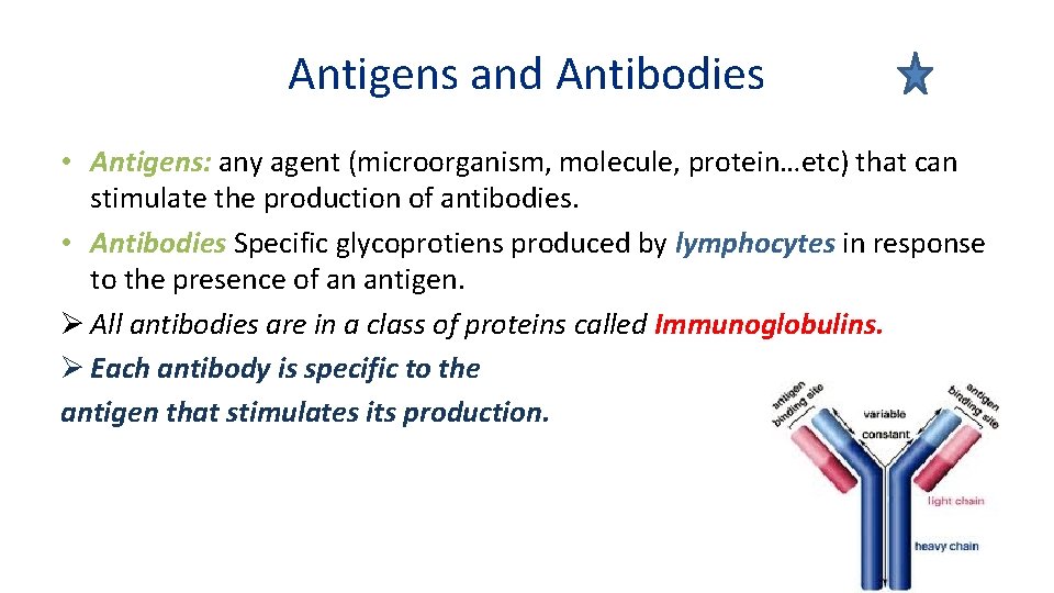 Antigens and Antibodies • Antigens: any agent (microorganism, molecule, protein…etc) that can stimulate the