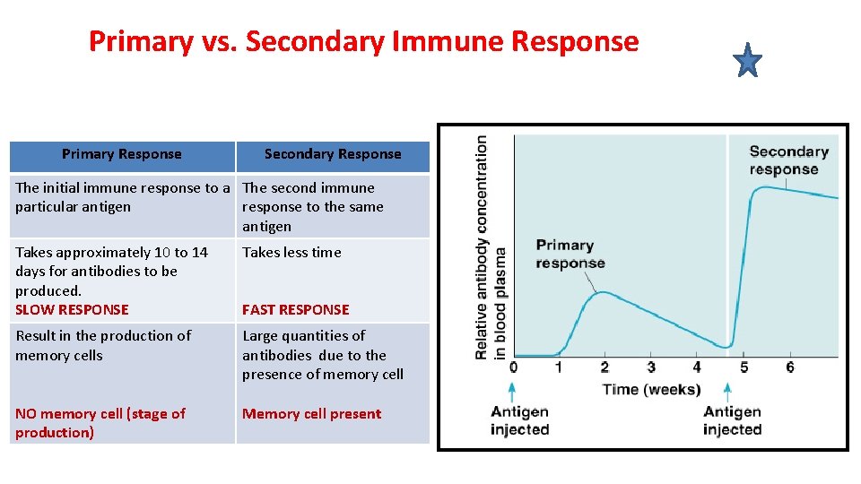 Primary vs. Secondary Immune Response Primary Response Secondary Response The initial immune response to