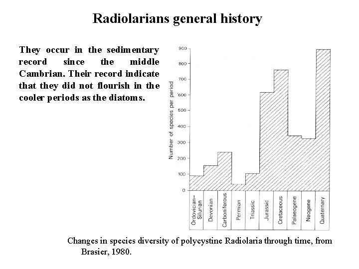Radiolarians general history They occur in the sedimentary record since the middle Cambrian. Their