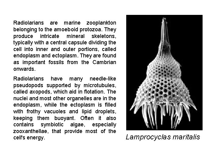 Radiolarians are marine zooplankton belonging to the amoeboid protozoa. They produce intricate mineral skeletons,