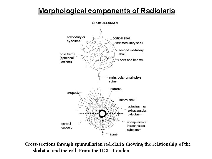 Morphological components of Radiolaria Cross-sections through spumullarian radiolaria showing the relationship of the skeleton