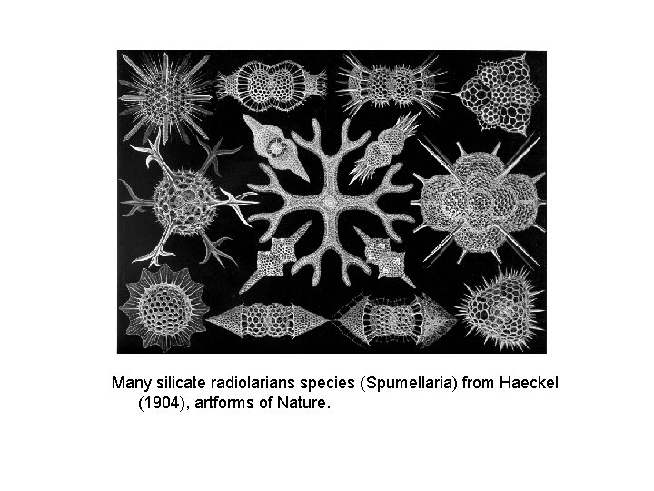 Many silicate radiolarians species (Spumellaria) from Haeckel (1904), artforms of Nature. 