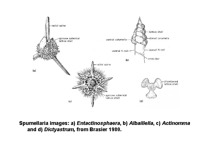 Spumellaria images: a) Entactinosphaera, b) Albaillella, c) Actinomma and d) Dictyastrum, from Brasier 1980.