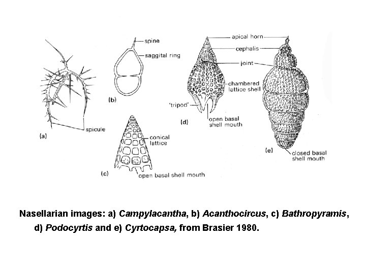 Nasellarian images: a) Campylacantha, b) Acanthocircus, c) Bathropyramis, d) Podocyrtis and e) Cyrtocapsa, from