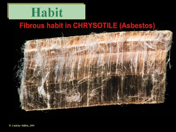 Habit N. Lindsley-Griffin, 1998 