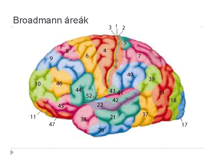 Broadmann áreák Fig. 3. 7 