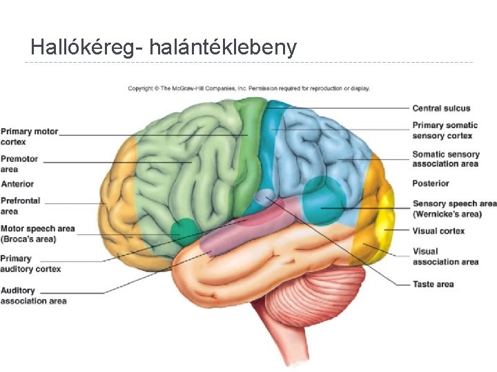 Hallókéreg- halántéklebeny 