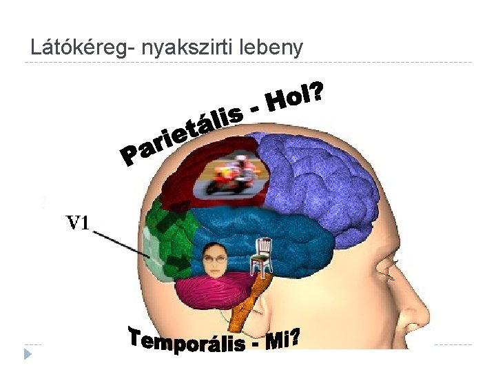 Látókéreg- nyakszirti lebeny Fig. 2. 29 