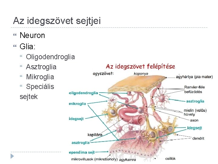 Az idegszövet sejtjei Neuron Glia: Oligodendroglia Asztroglia Mikroglia Speciális sejtek 