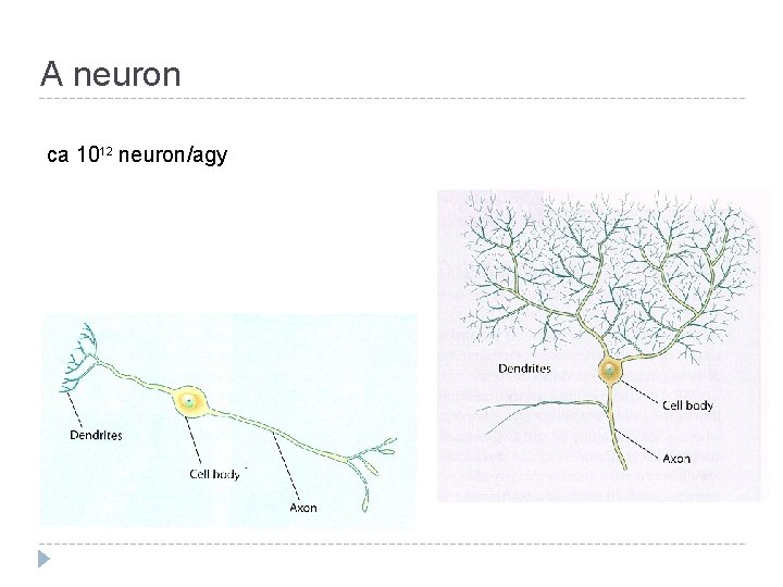 A neuron ca 1012 neuron/agy 