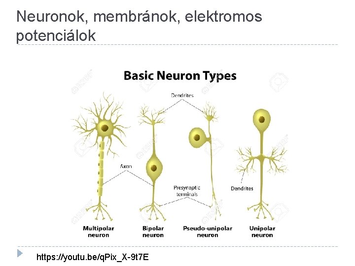 Neuronok, membránok, elektromos potenciálok https: //youtu. be/q. Pix_X-9 t 7 E 
