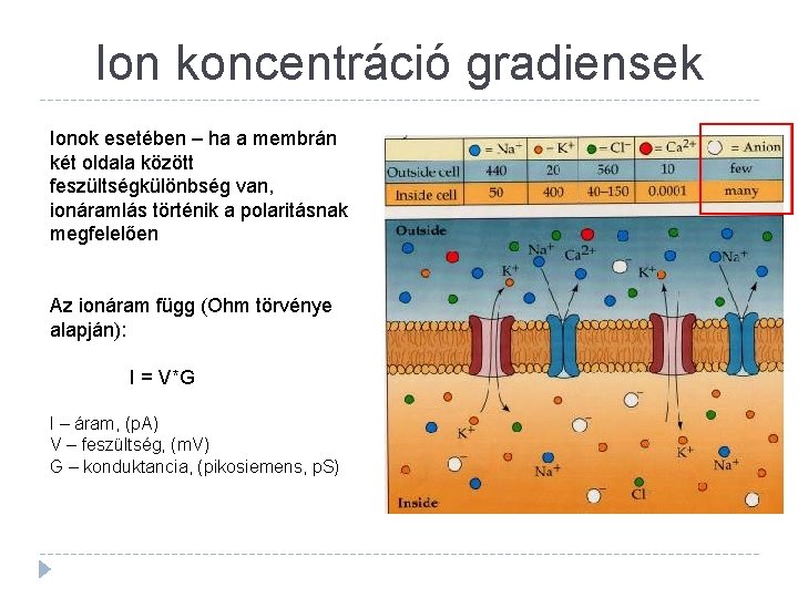 Ion koncentráció gradiensek Ionok esetében – ha a membrán két oldala között feszültségkülönbség van,