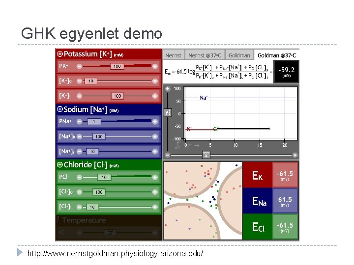 GHK egyenlet demo http: //www. nernstgoldman. physiology. arizona. edu/ 