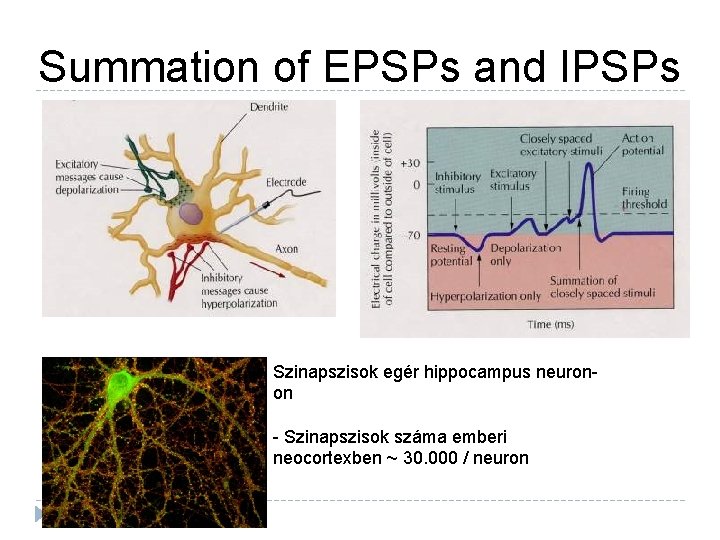 Summation of EPSPs and IPSPs Szinapszisok egér hippocampus neuronon - Szinapszisok száma emberi neocortexben