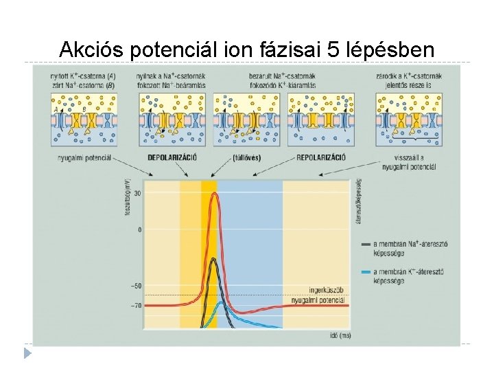 Akciós potenciál ion fázisai 5 lépésben 