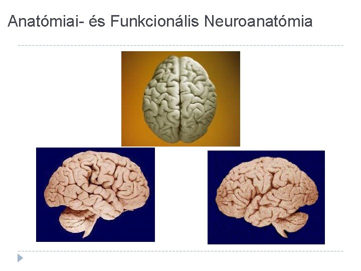 Anatómiai- és Funkcionális Neuroanatómia 