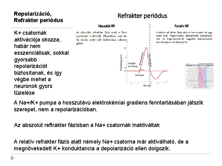 Repolarizáció, Refrakter periódus K+ csatornák aktivációja okozza, habár nem esszenciálisak, sokkal gyorsabb repolarizációt biztosítanak,