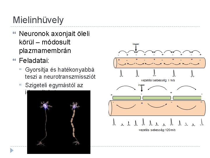 Mielinhüvely Neuronok axonjait öleli körül – módosult plazmamembrán Feladatai: Gyorsítja és hatékonyabbá teszi a