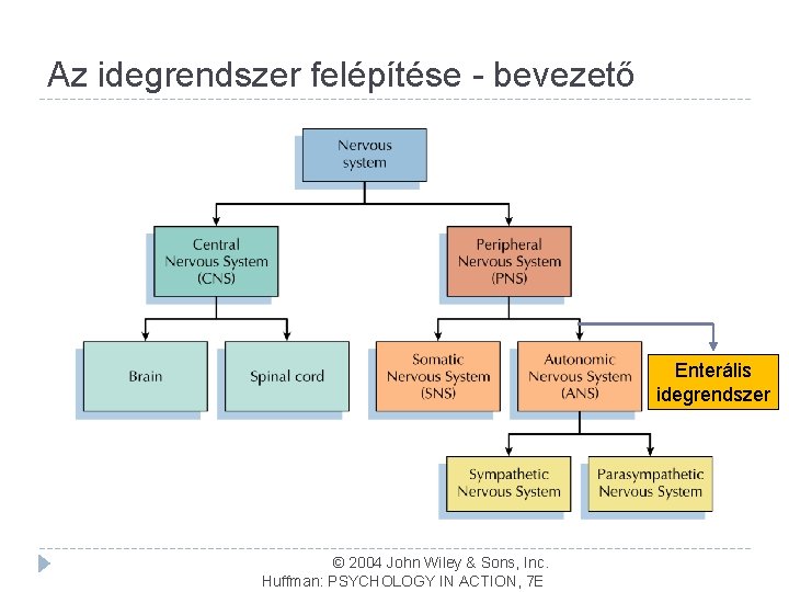 Az idegrendszer felépítése - bevezető Enterális idegrendszer © 2004 John Wiley & Sons, Inc.