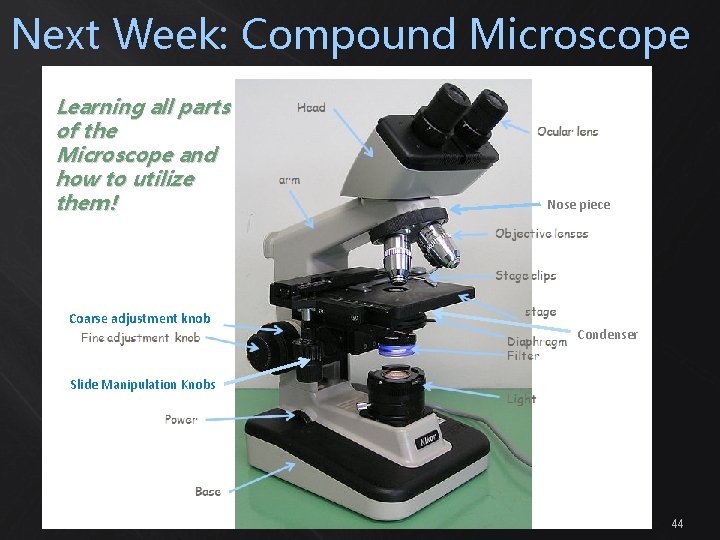 Next Week: Compound Microscope Learning all parts of the Microscope and how to utilize