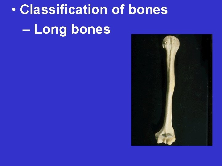  • Classification of bones – Long bones 