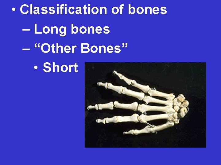  • Classification of bones – Long bones – “Other Bones” • Short 