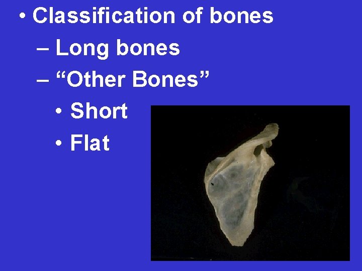  • Classification of bones – Long bones – “Other Bones” • Short •